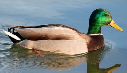 imagen de CHARCA PARA CAZAR PATOS